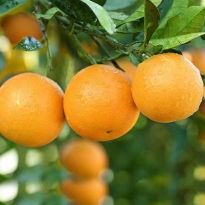 湖南特产冰糖橙2500g单果50mm以上包邮新鲜采摘 甜蜜多汁